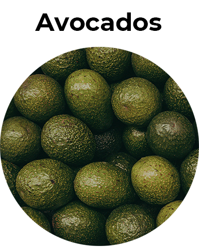 Home - Circulo 05 Avocados